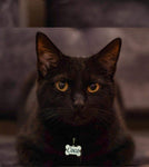 Personalisierte Haustiermarke | Foto-Tiermarke ohne Rahmen